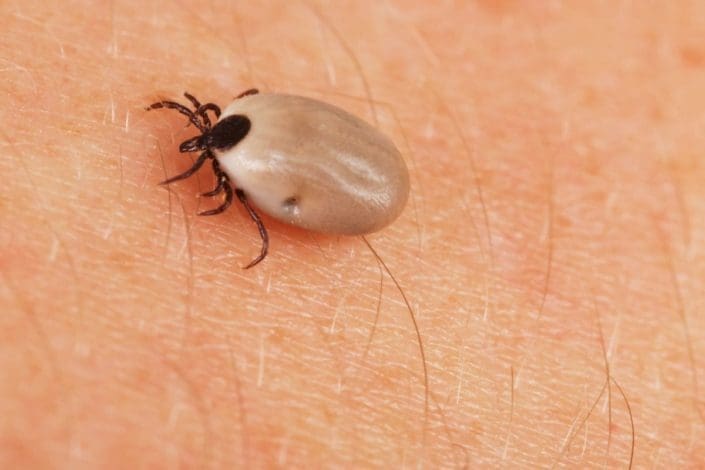 Closeup of a full tick crawling on human skin
