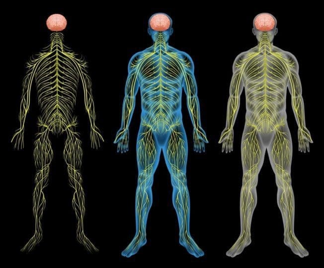 illustration of human nervous system