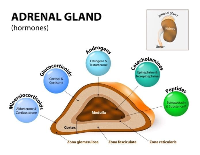 Diagram depicting adrenal glands
