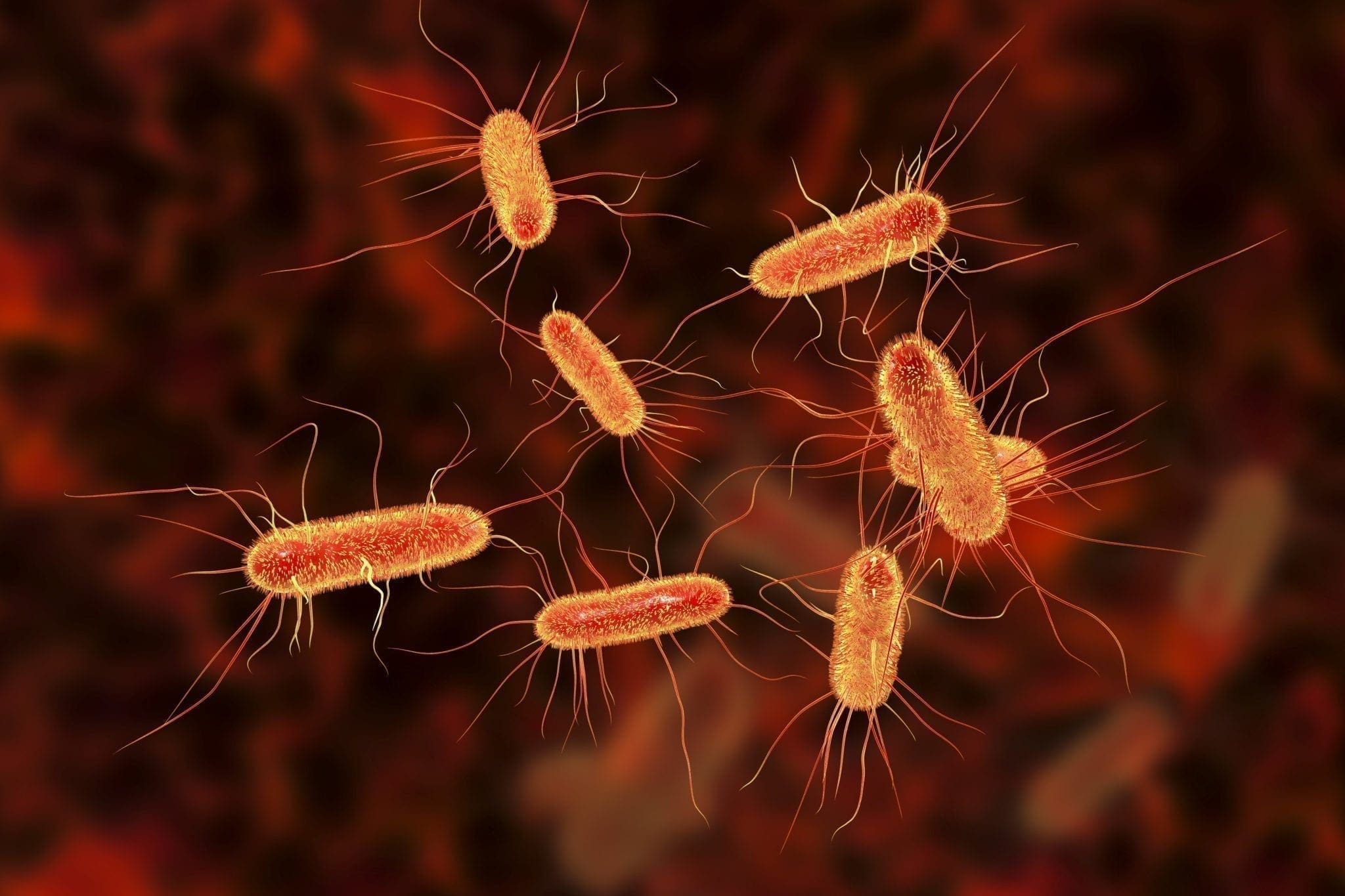 E. coli Infection: Symptoms and Prevention | familydoctor.org