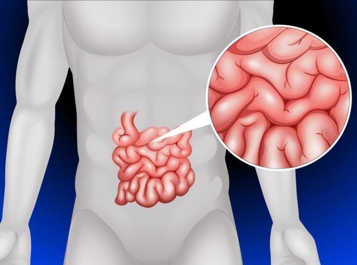 Small intestine in detail illustration