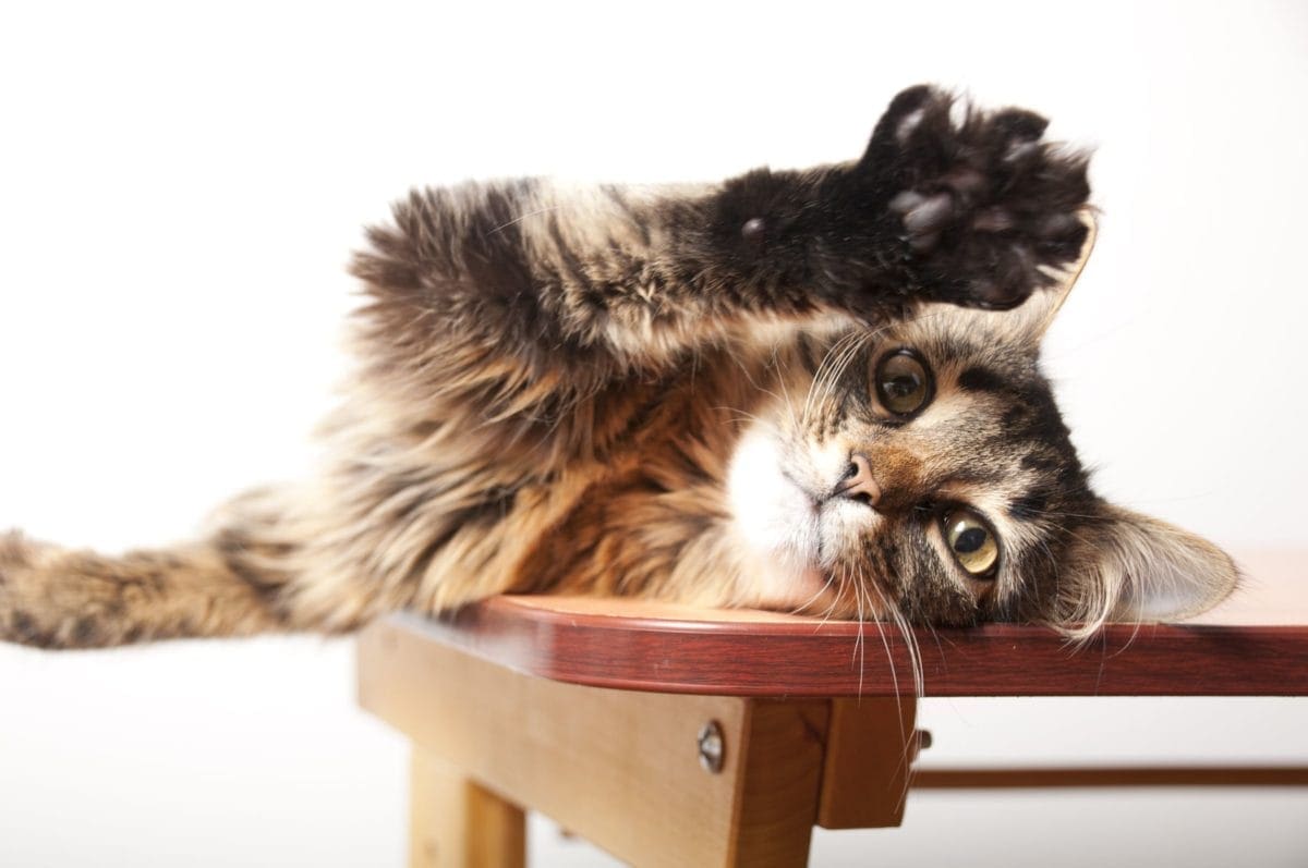 Cat-Scratch Disease: Causes, Prevention, and Treatment