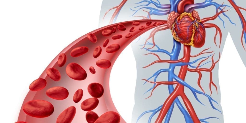 illustration of the circulatory system and heart with close-up of red blood cells flowing through an artery