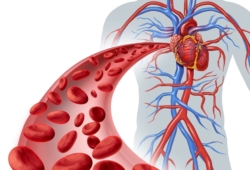 illustration of the circulatory system and heart with close-up of red blood cells flowing through an artery