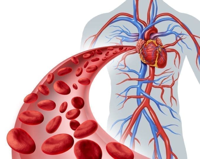 Illustration of the circulatory system and heart with close-up of red blood cells flowing through an artery. Homocysteine is an amino acid that is produced in the body. A high homocysteine level can damage the lining of the arteries.
