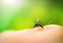 A mosquito sits on human skin