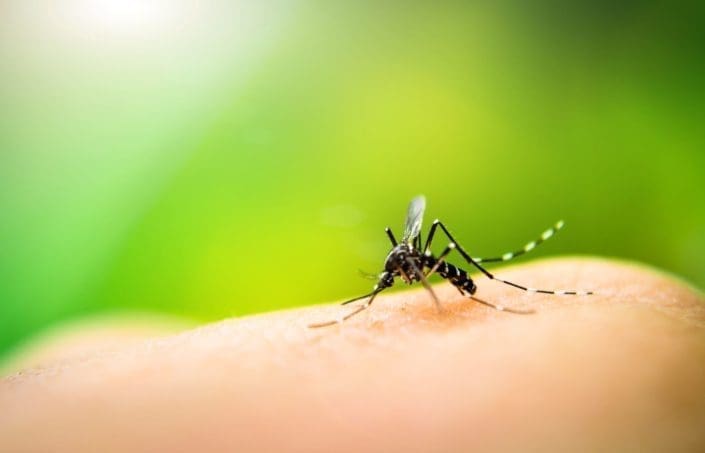 A mosquito sits on human skin