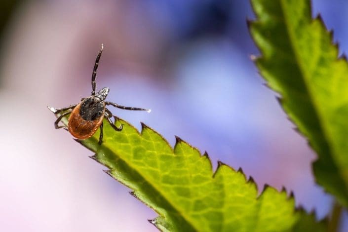 a tick sits on a leaf
