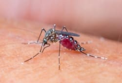 Close-up of a mosquito on human skin. West Nile virus is an infectious disease that can cause flu-like symptoms. It’s usually spread by infected mosquitos.