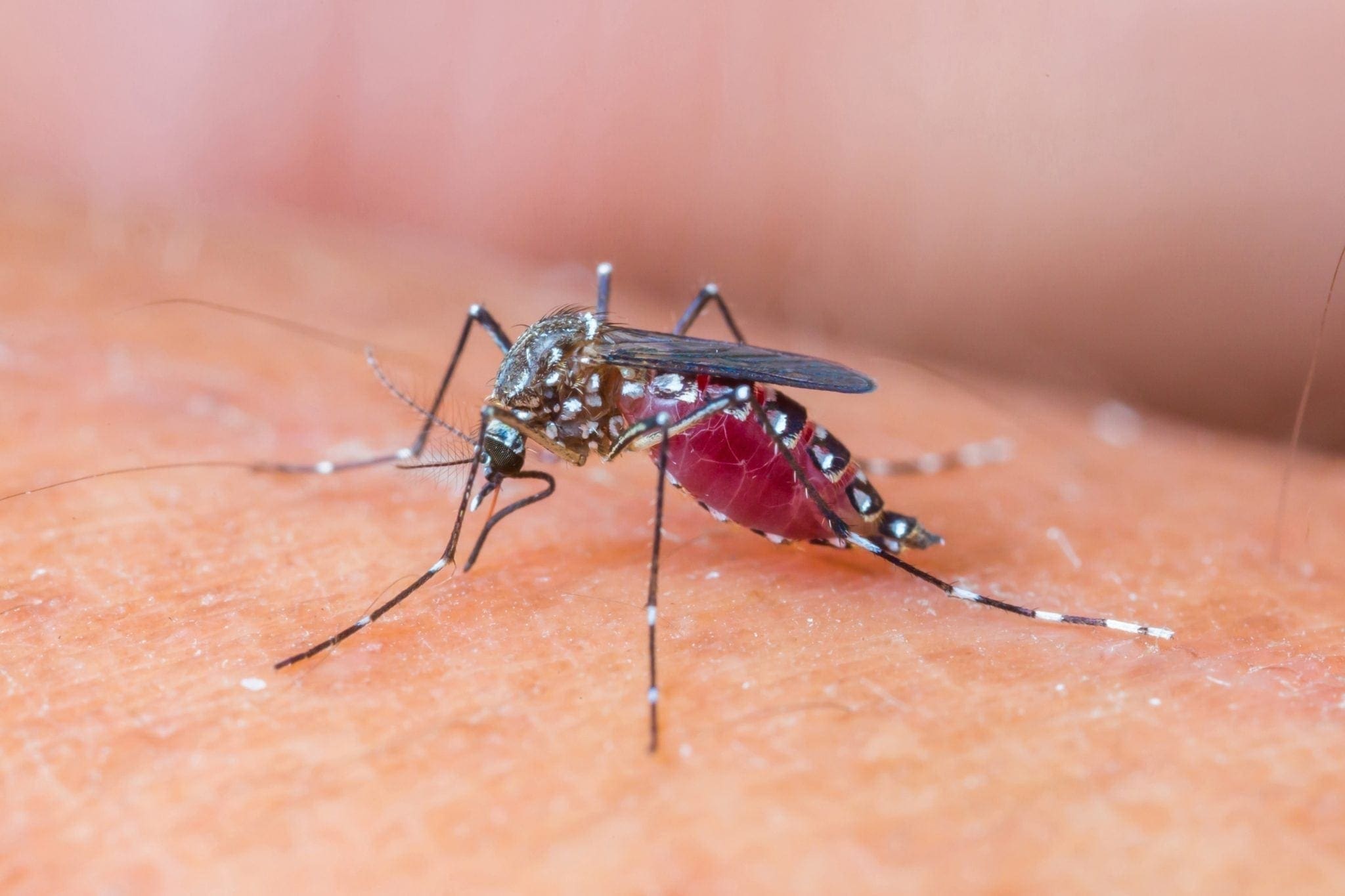 yellow fever mosquito bites