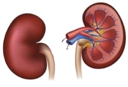 illustration and cross-section of kidneys