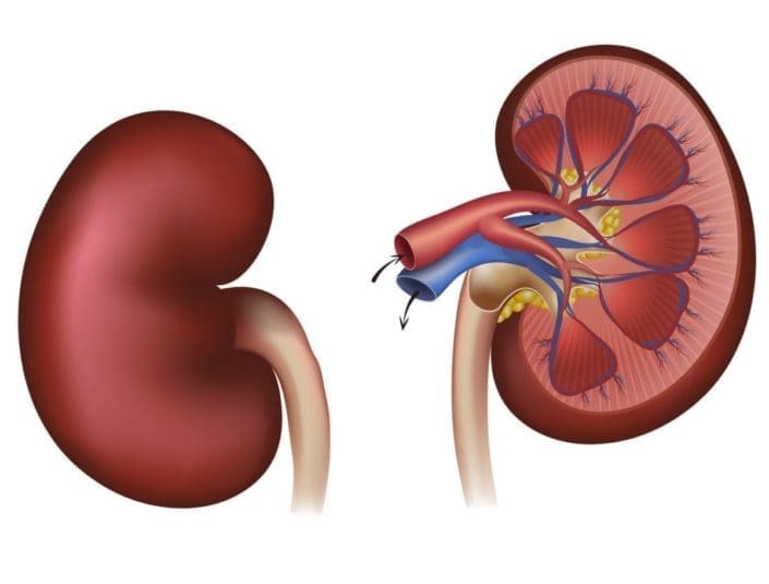 illustration and cross-section of kidneys