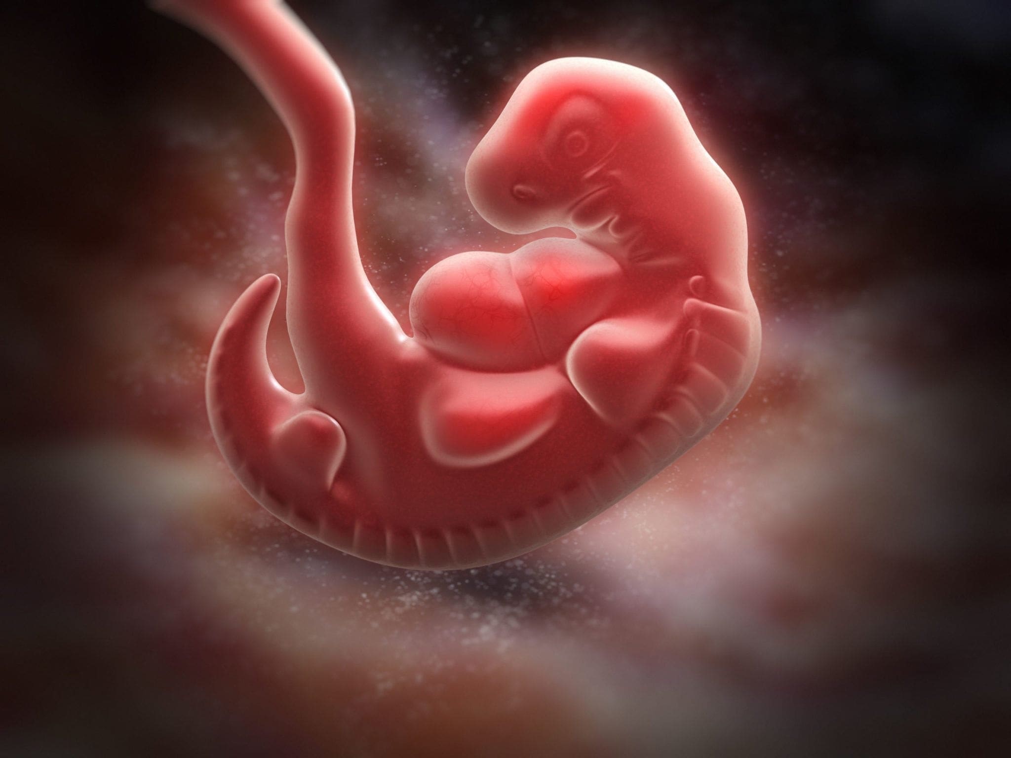 Development Of The Baby In The First Trimester