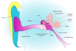 eustachian tube dysfunction in human ear