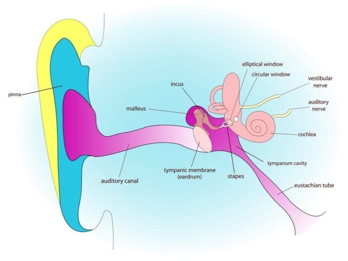 eustachian tube dysfunction in human ear