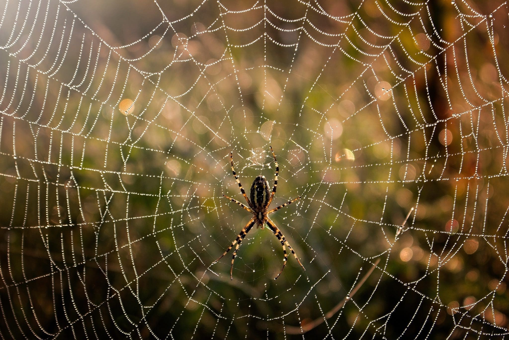 Why sexy, spidery cobweb fashion is going to be everywhere post-pandemic