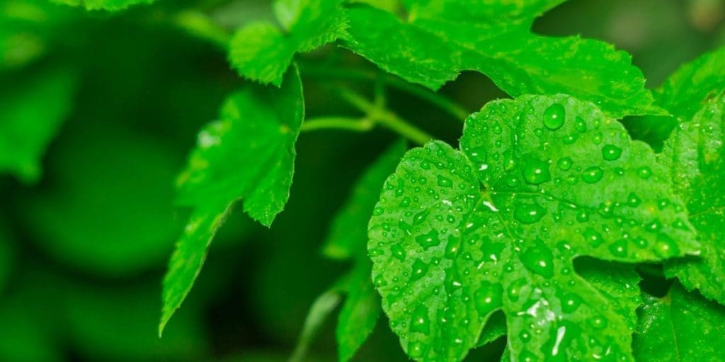 Poison ivy is a type of toxic plant that can cause an itchy rash. Poison ivy often grows low to the ground, resembling a weed or shrub.