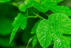 Poison ivy is a type of toxic plant that can cause an itchy rash. Poison ivy often grows low to the ground, resembling a weed or shrub.