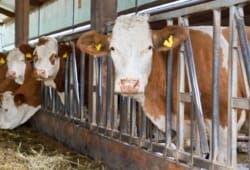 Cows peak their heads out of their stalls in a barn. Mad cow disease is a rare and deadly brain disease spread by eating beef products from a cow that has been infected. There is no cure.