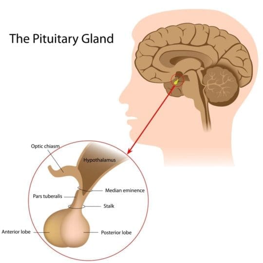 Zoomed out and zoomed in view of the brain’s pituitary gland
