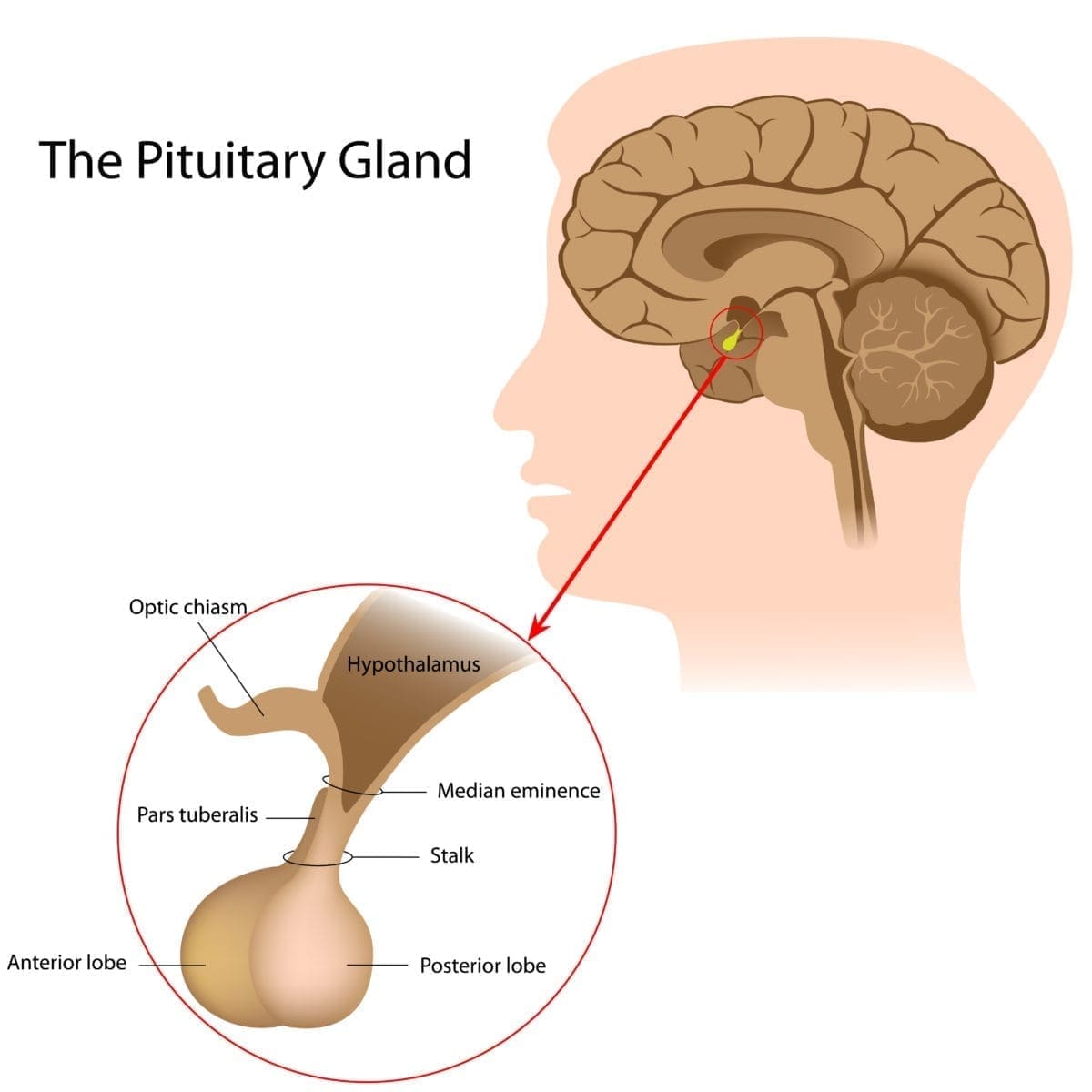 pituitary-tumors-familydoctor