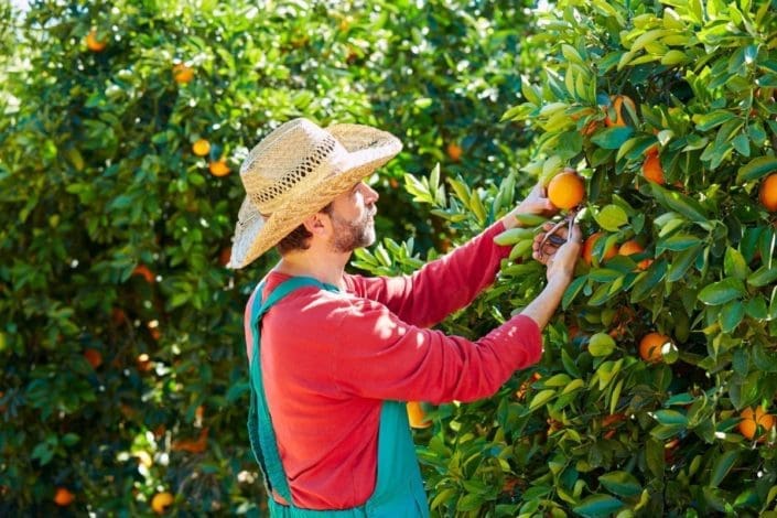farmer harvests oranges in an orange tree field