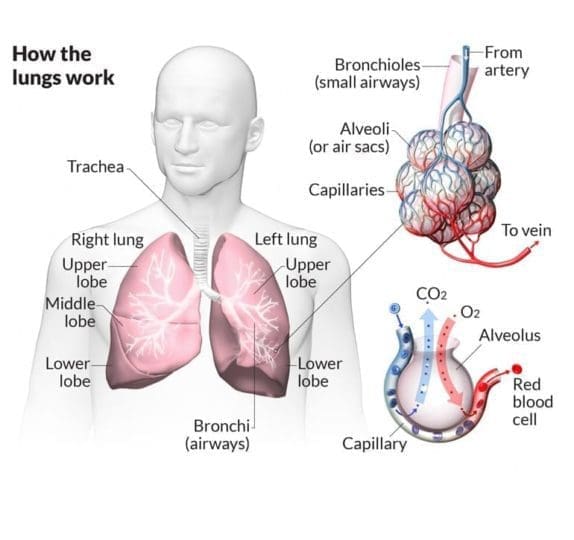 Lung Function and IPF - familydoctor.org