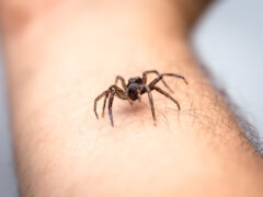 Spider bite
