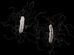 C. Diff. (Clostridioides difficile)